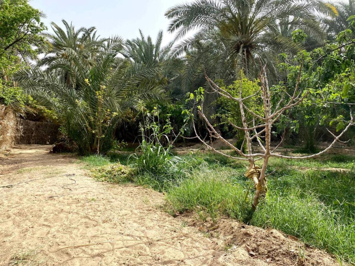 Forest Camp Siwa - كامب الغابة Siwa Oasis ภายนอก รูปภาพ