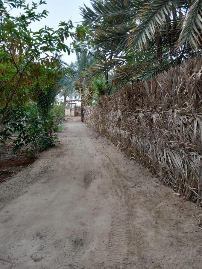 Forest Camp Siwa - كامب الغابة Siwa Oasis ภายนอก รูปภาพ