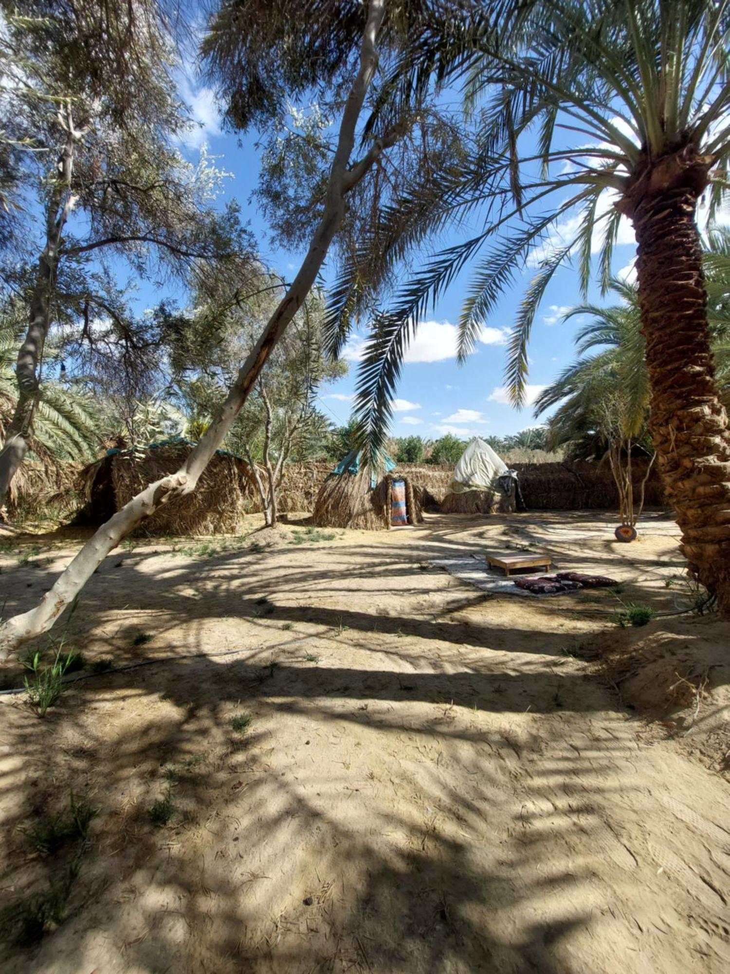 Forest Camp Siwa - كامب الغابة Siwa Oasis ภายนอก รูปภาพ