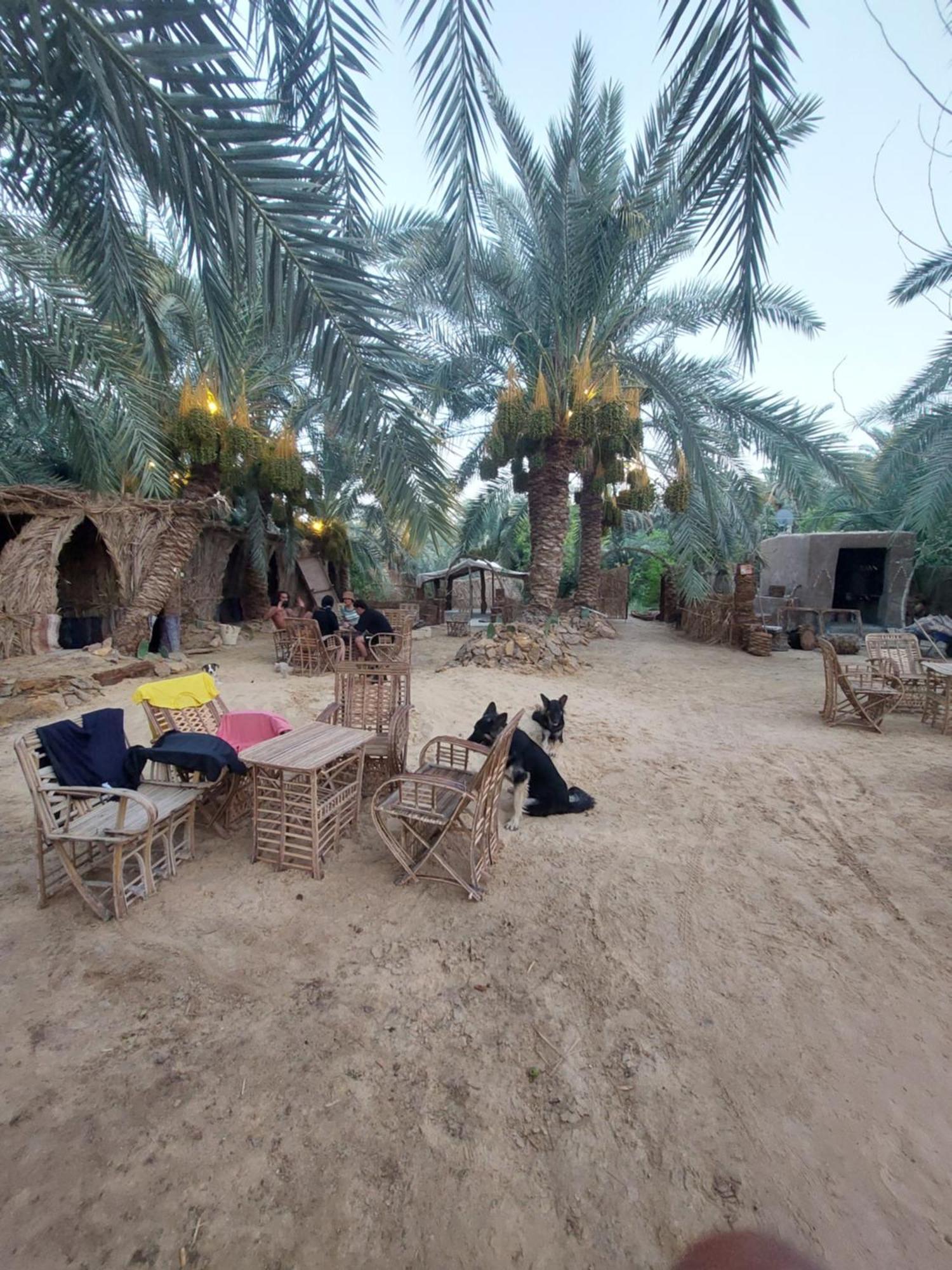 Forest Camp Siwa - كامب الغابة Siwa Oasis ภายนอก รูปภาพ